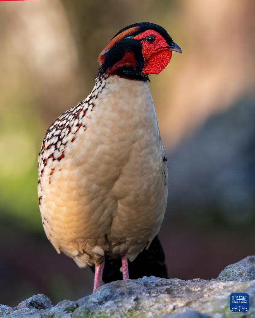 閩北發現大型黃腹角雉族群